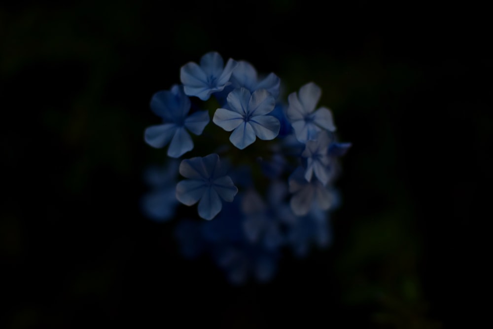 um close up de flores azuis