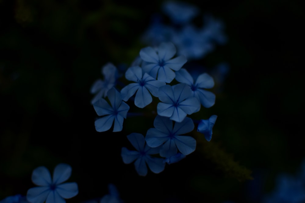 a group of blue flowers