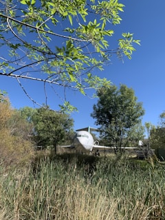 An airplane is situated in a natural environment surrounded by lush greenery, tall grasses, and trees under a clear blue sky. Branches with fresh green leaves extend across the foreground, enhancing the natural setting around the aircraft.