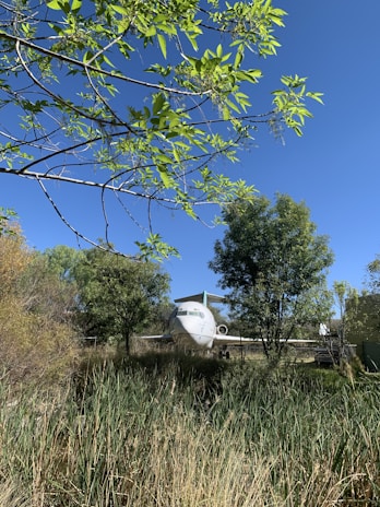 An airplane is situated in a natural environment surrounded by lush greenery, tall grasses, and trees under a clear blue sky. Branches with fresh green leaves extend across the foreground, enhancing the natural setting around the aircraft.