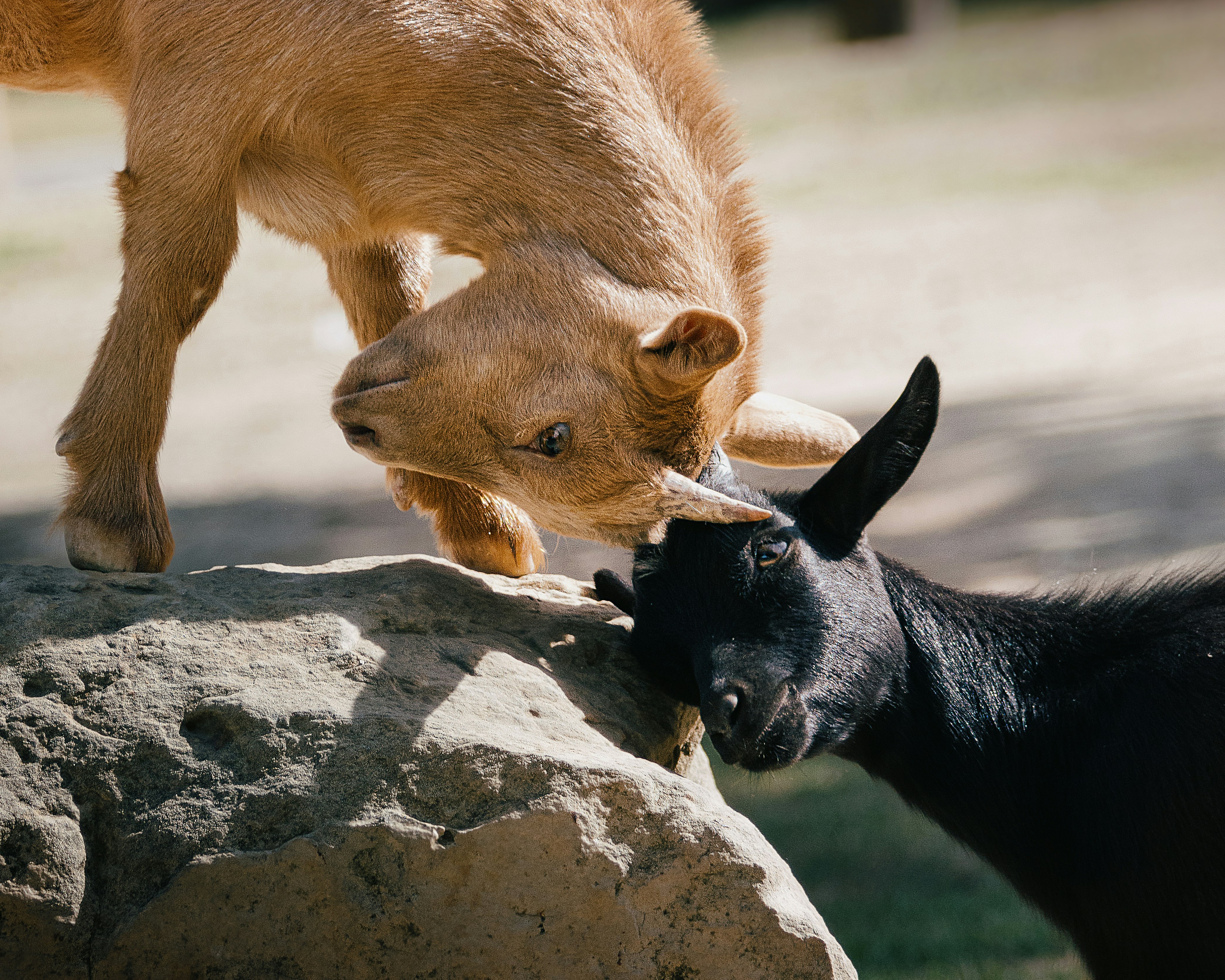 Unsplashで見つける若いヤギの無料写真