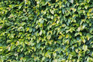 a bush with green leaves