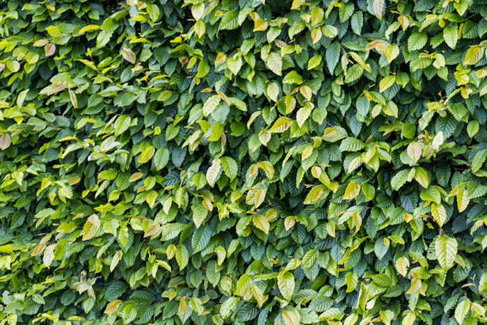 Buxus tuns în formă de sferă