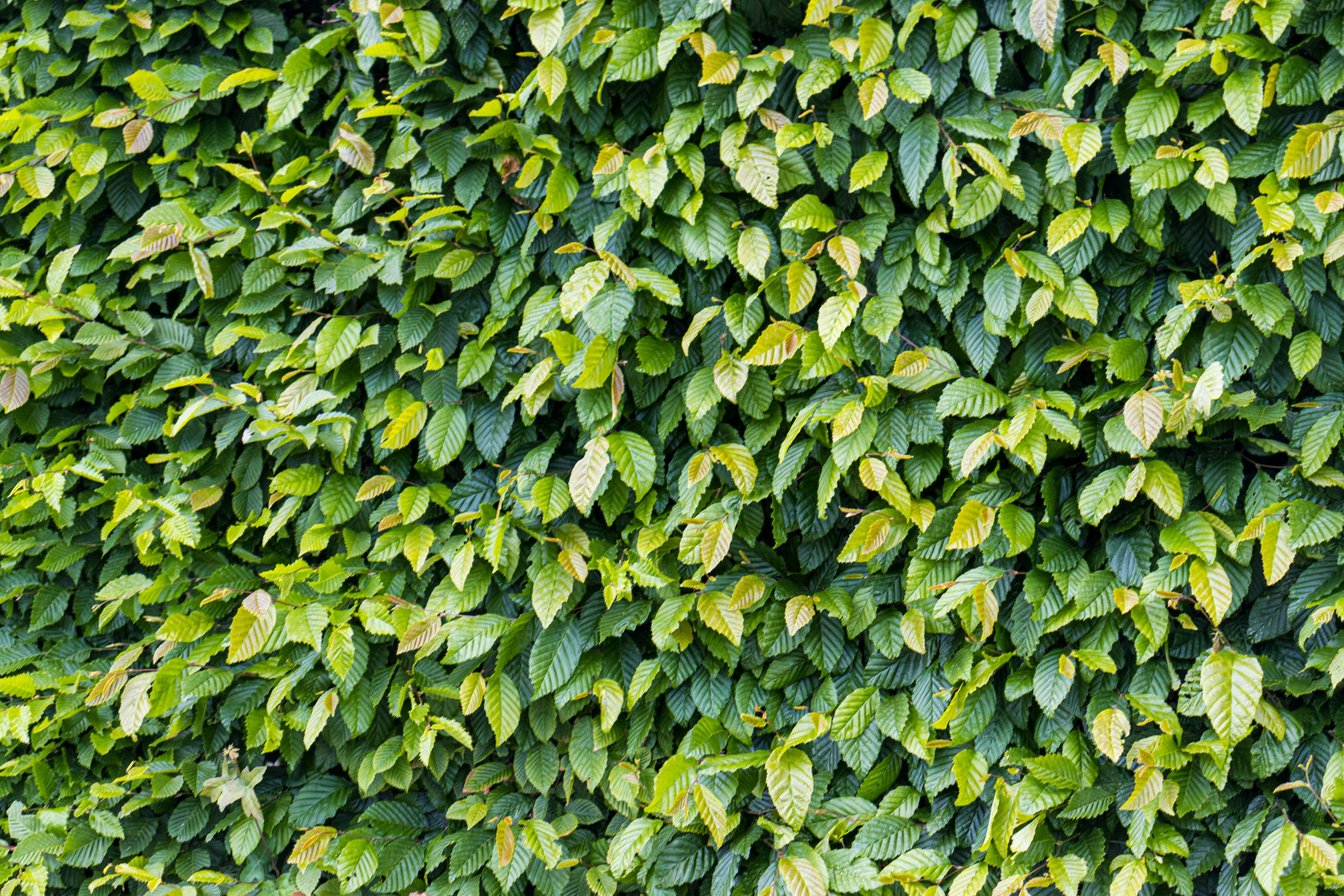 Hedge Trimming