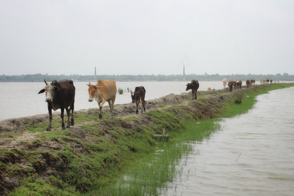 a group of cows stand near a river