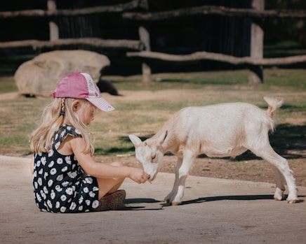 a little girl petting a goat