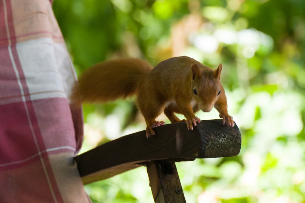 a squirrel on a piece of wood