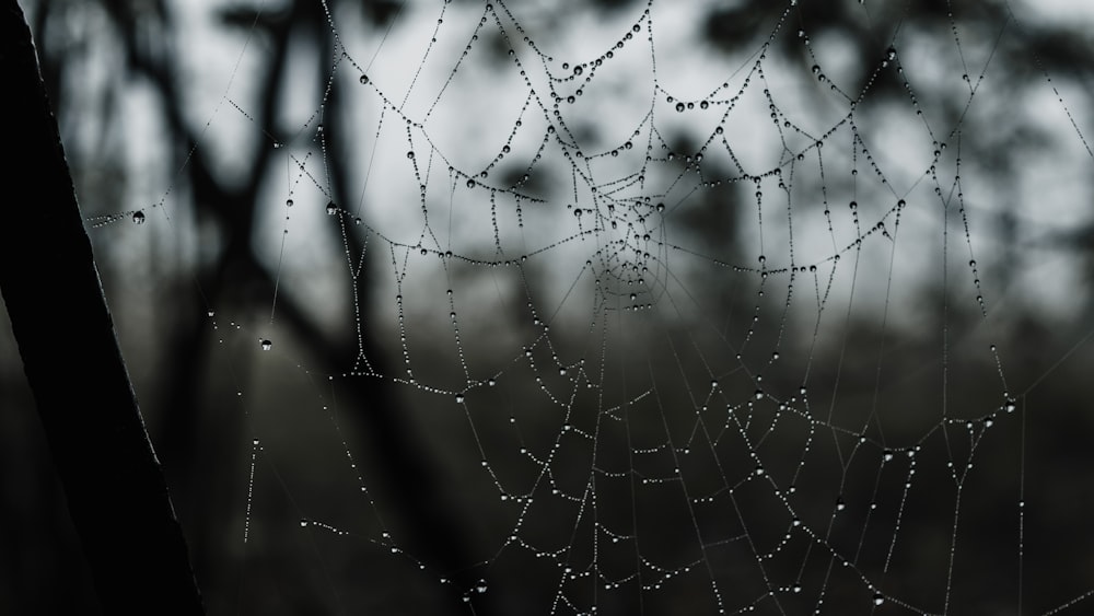 a close up of a spider web