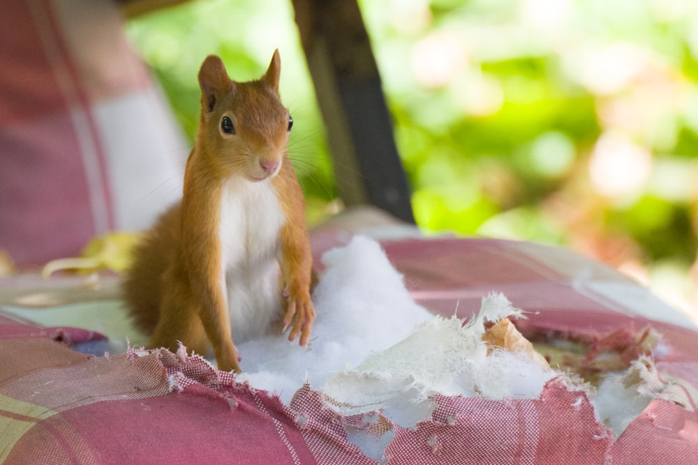 a squirrel standing on a blanket