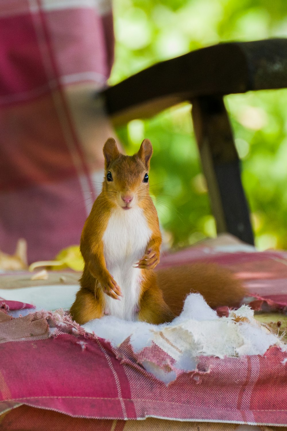 a squirrel sitting on a blanket