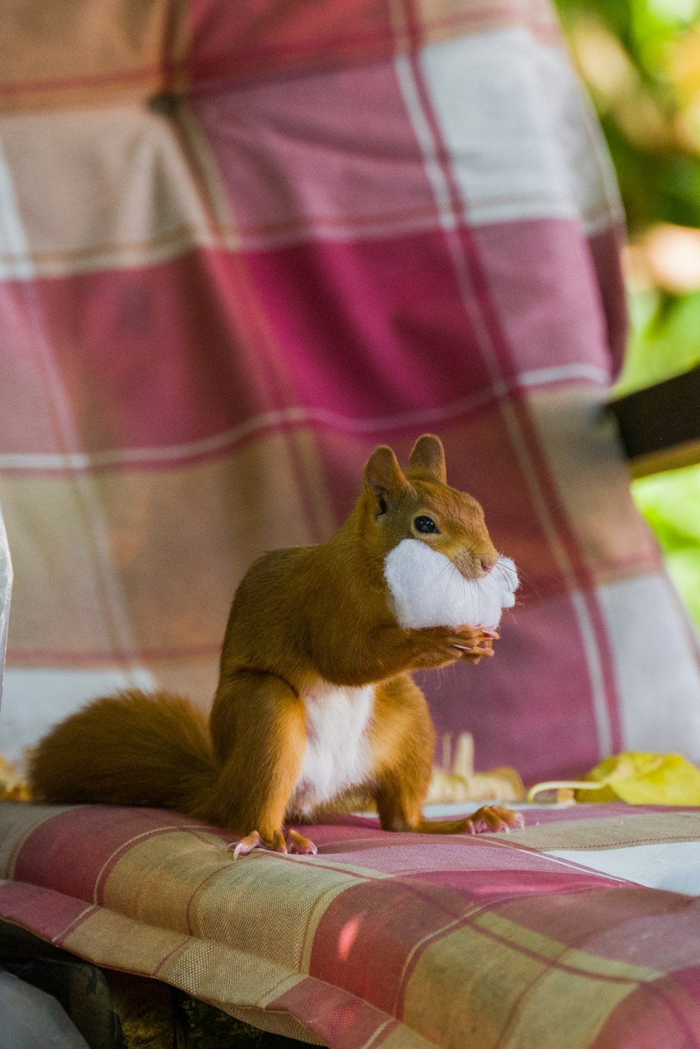 una ardilla en una silla