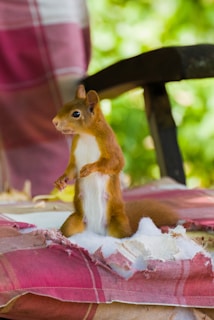 Катеричка, застанала върху градински стол, след като е разкъсала подплатата на седалката.