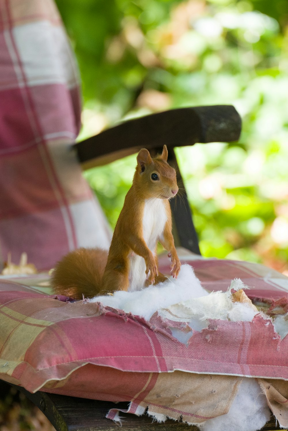 a squirrel holding a knife