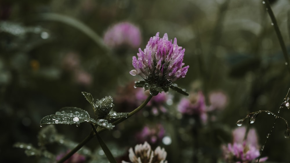 a close up of a purple flower