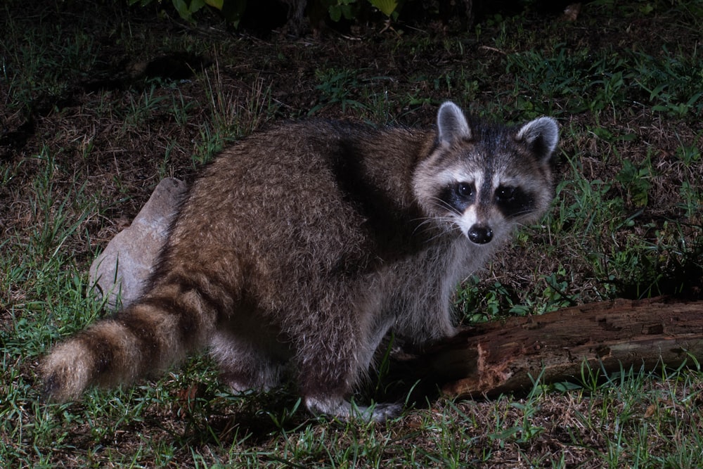 a raccoon lying on the ground