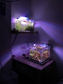 Two aquariums are set up in a dimly lit room, one on a wooden table and another on a shelf above. The aquariums are filled with water plants and illuminated by soft, colorful lights, casting an ethereal glow on the surrounding walls. The ambient light creates a calming and serene atmosphere.