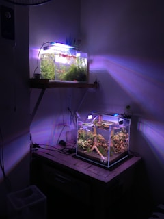 Two aquariums are set up in a dimly lit room, one on a wooden table and another on a shelf above. The aquariums are filled with water plants and illuminated by soft, colorful lights, casting an ethereal glow on the surrounding walls. The ambient light creates a calming and serene atmosphere.