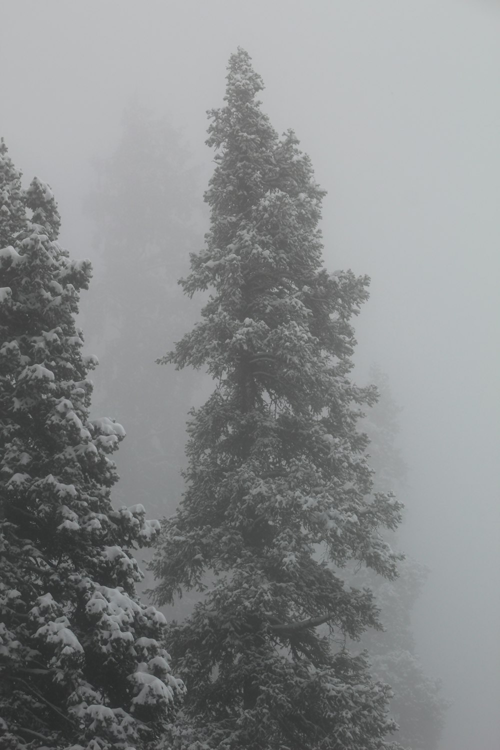 a group of trees covered in snow