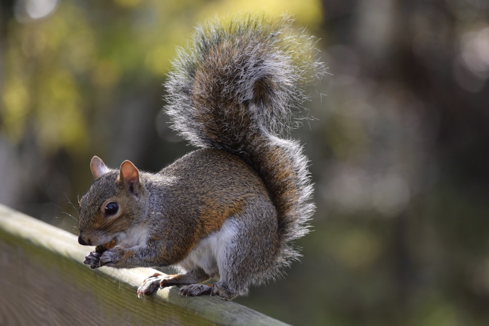 a squirrel on a log