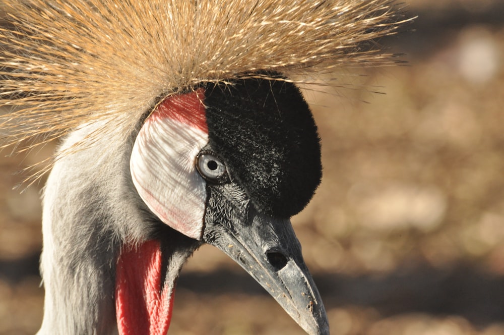 a bird with its beak open