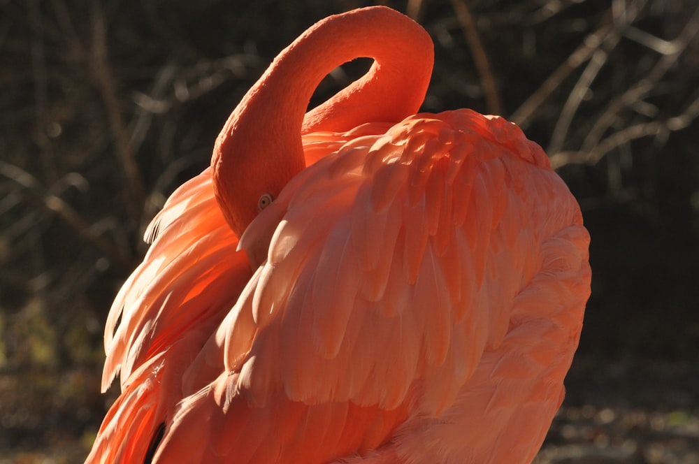 a pink flamingo with a black eye