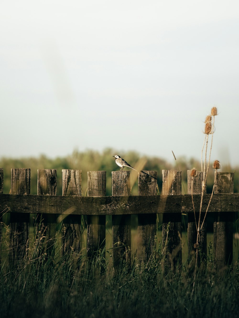 a bird on a fence