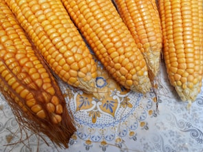 Five ears of ripe corn with golden kernels are arranged in parallel on a patterned surface with intricate blue and gold floral designs. Each ear has visible, dried brown tassels still attached.