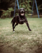 A joyful dog playing in a grassy field, showing happiness and positive energy.