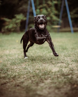 A joyful dog playing in a grassy field, showing happiness and positive energy.