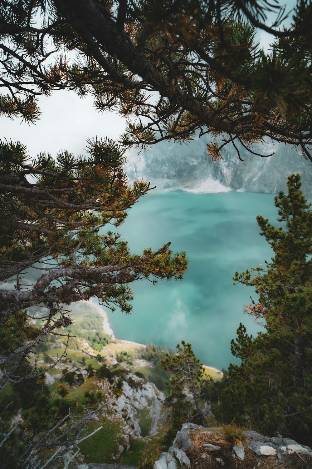 a view of a lake from a tree