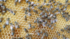 a group of bees