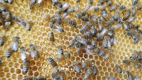 a group of bees