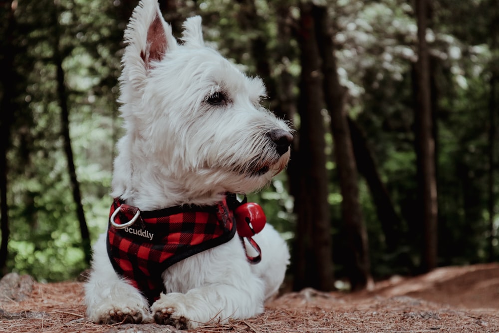 a dog wearing a vest