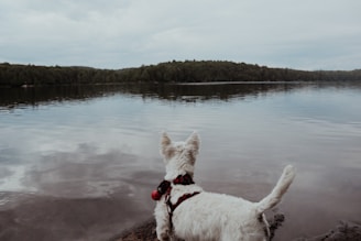 Close-up of a focused rescue dog wearing a safety harness by the lakeside.