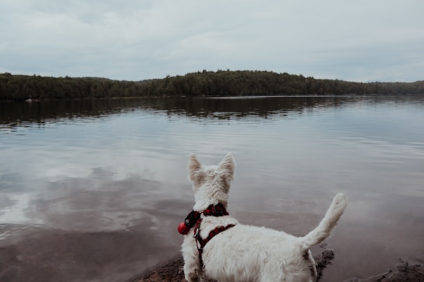 Close-up of a focused rescue dog wearing a safety harness by the lakeside.
