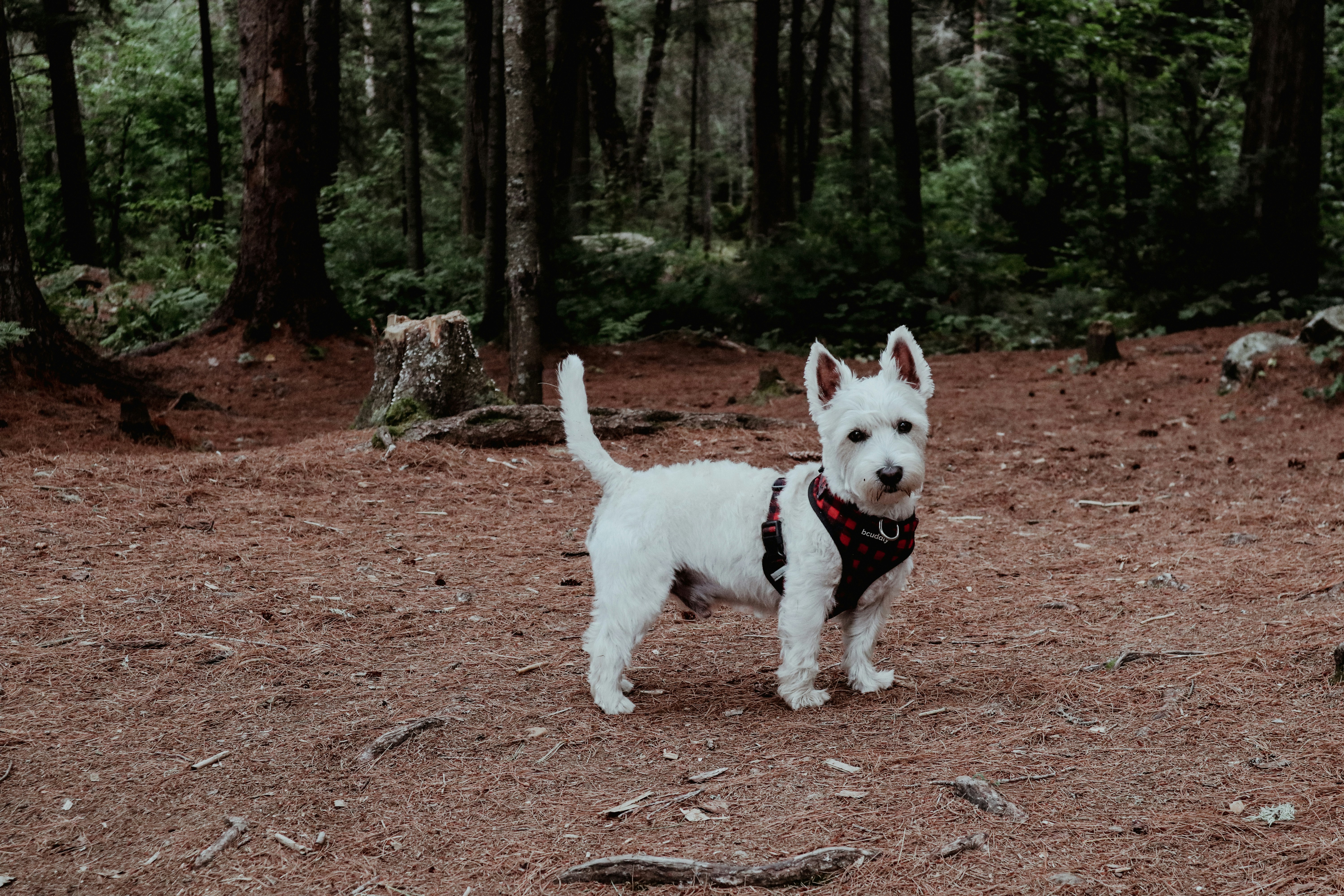 Dog Park at the Cascades