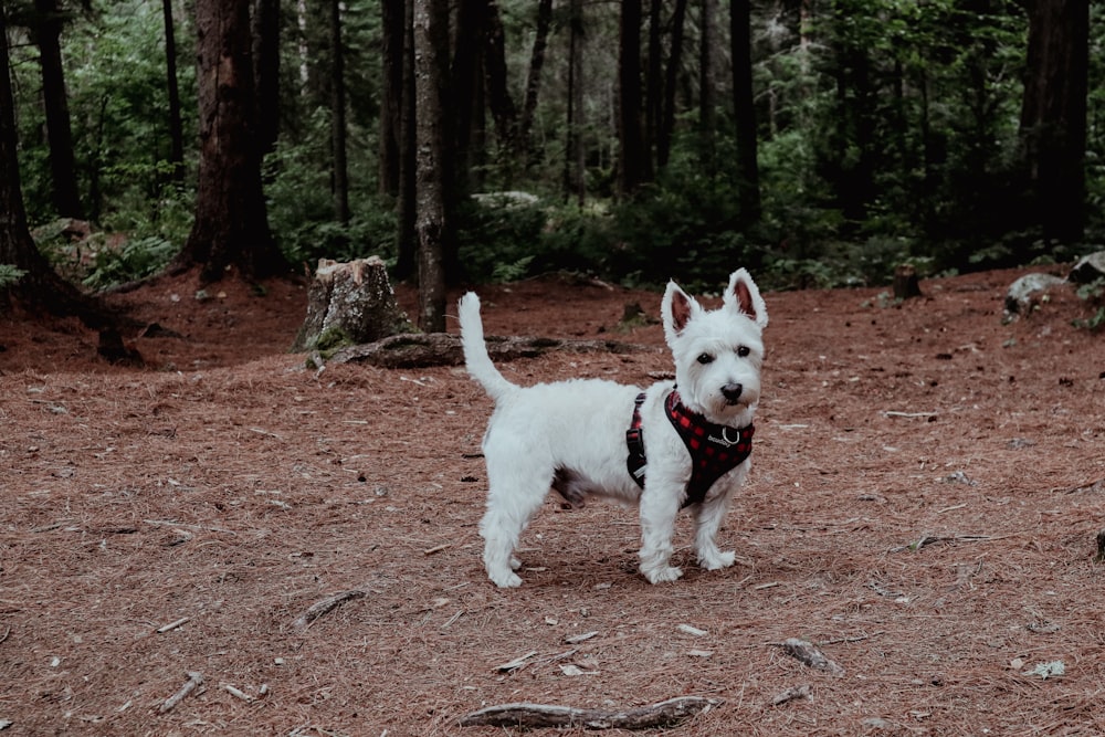 a white dog walking on a dirt path in the woods