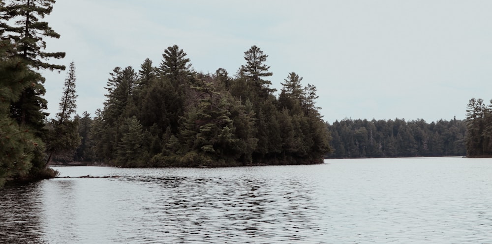 a body of water with trees around it