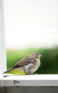 a bird sitting on a window sill