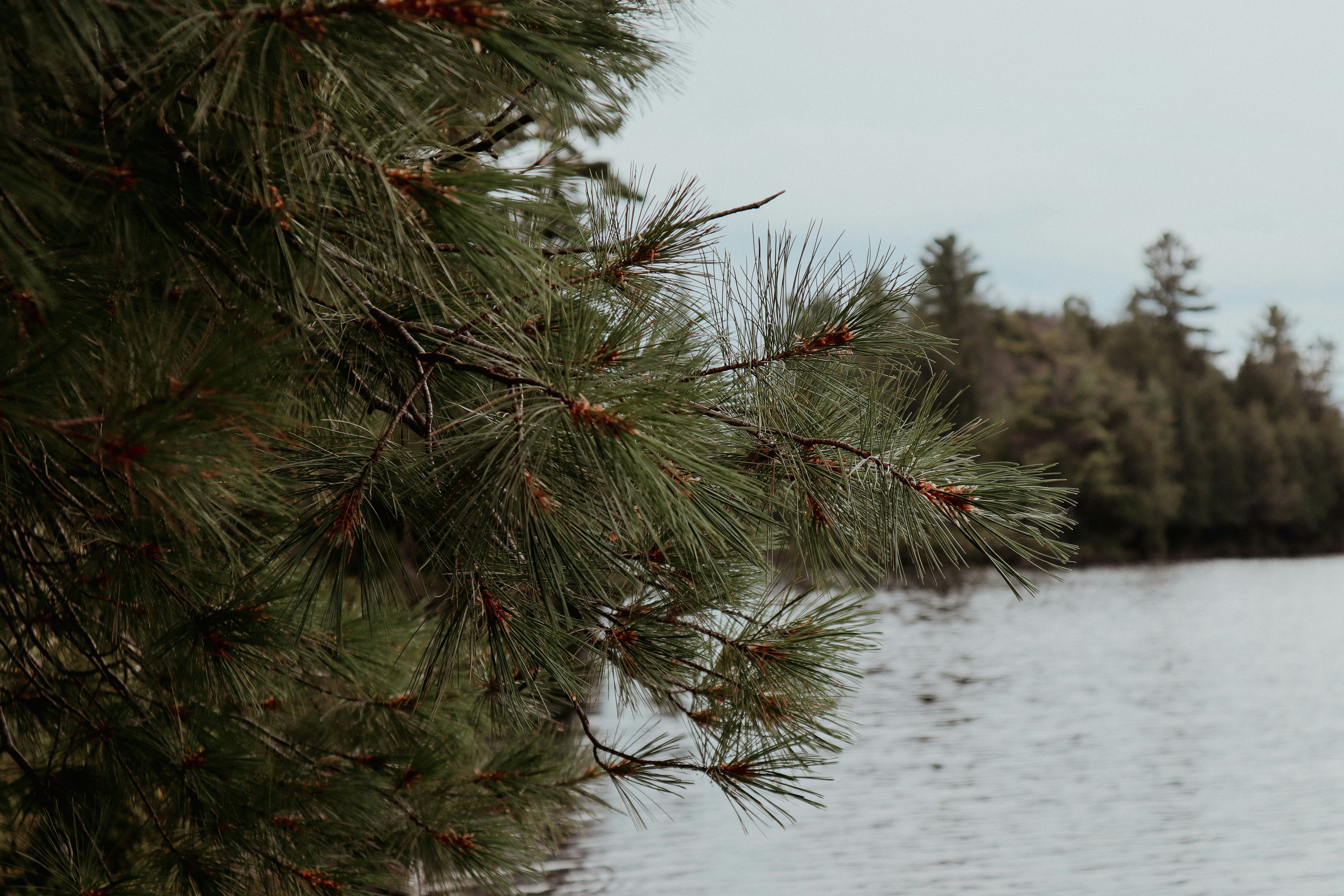 Pine branch framing a calm lake