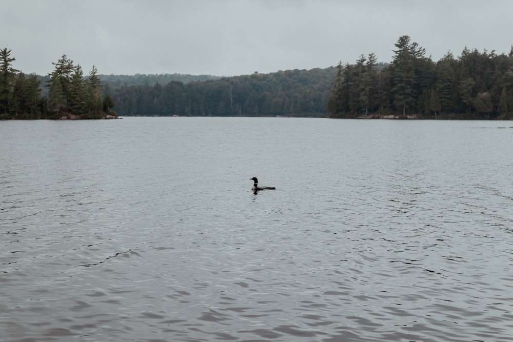 a person swimming in a lake