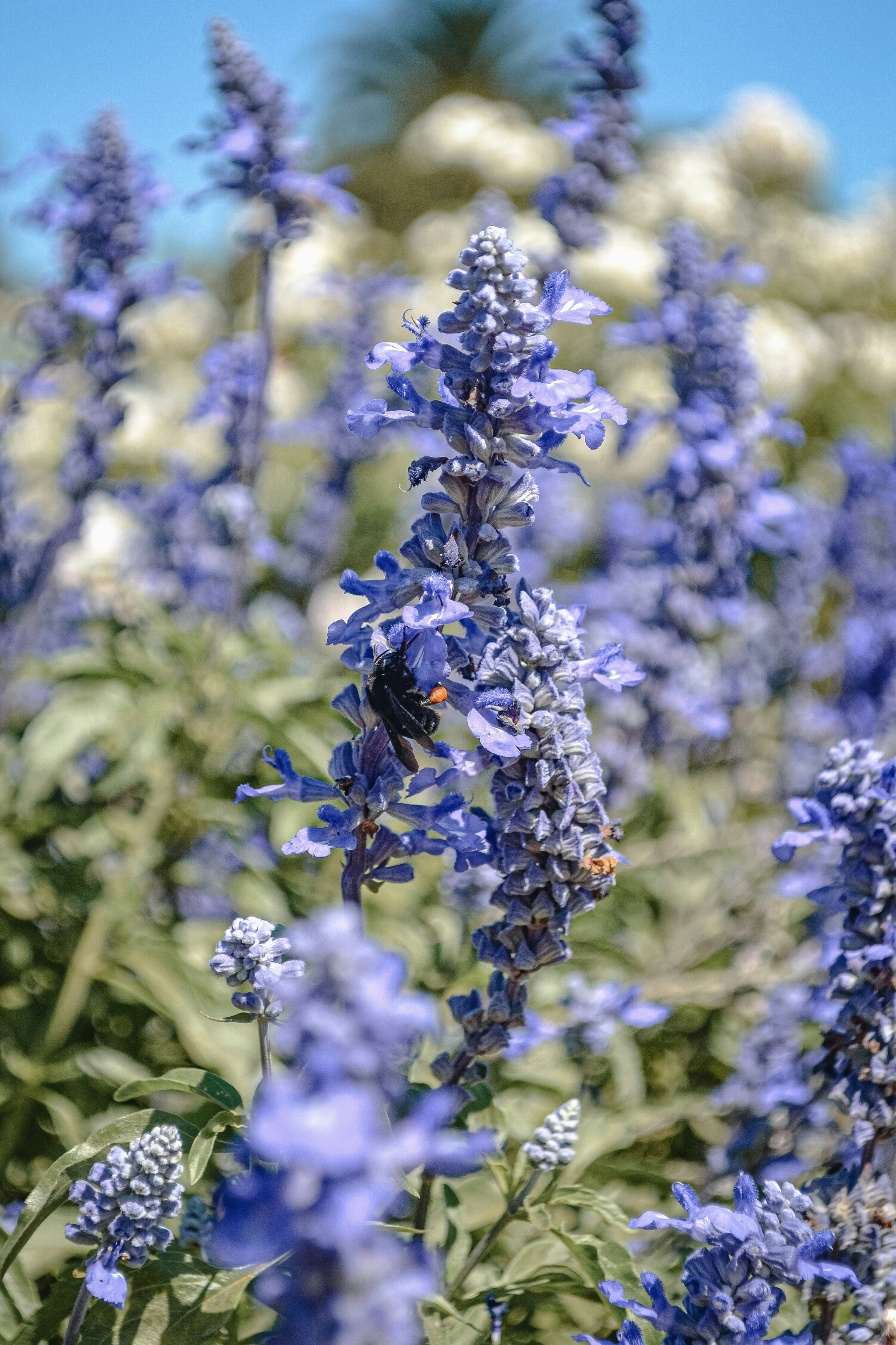 Photo by nannysjungle