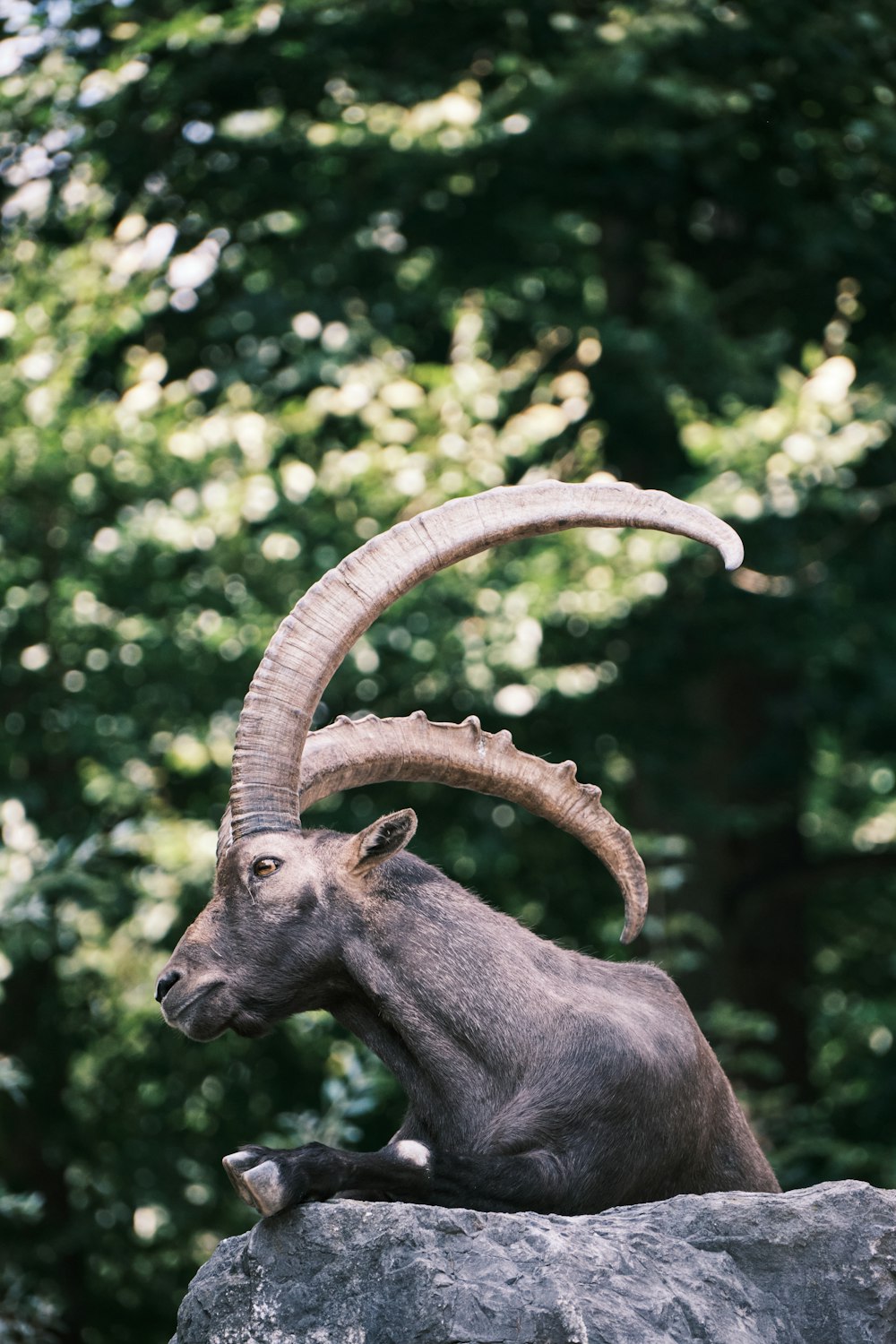 a horned animal sitting on a rock