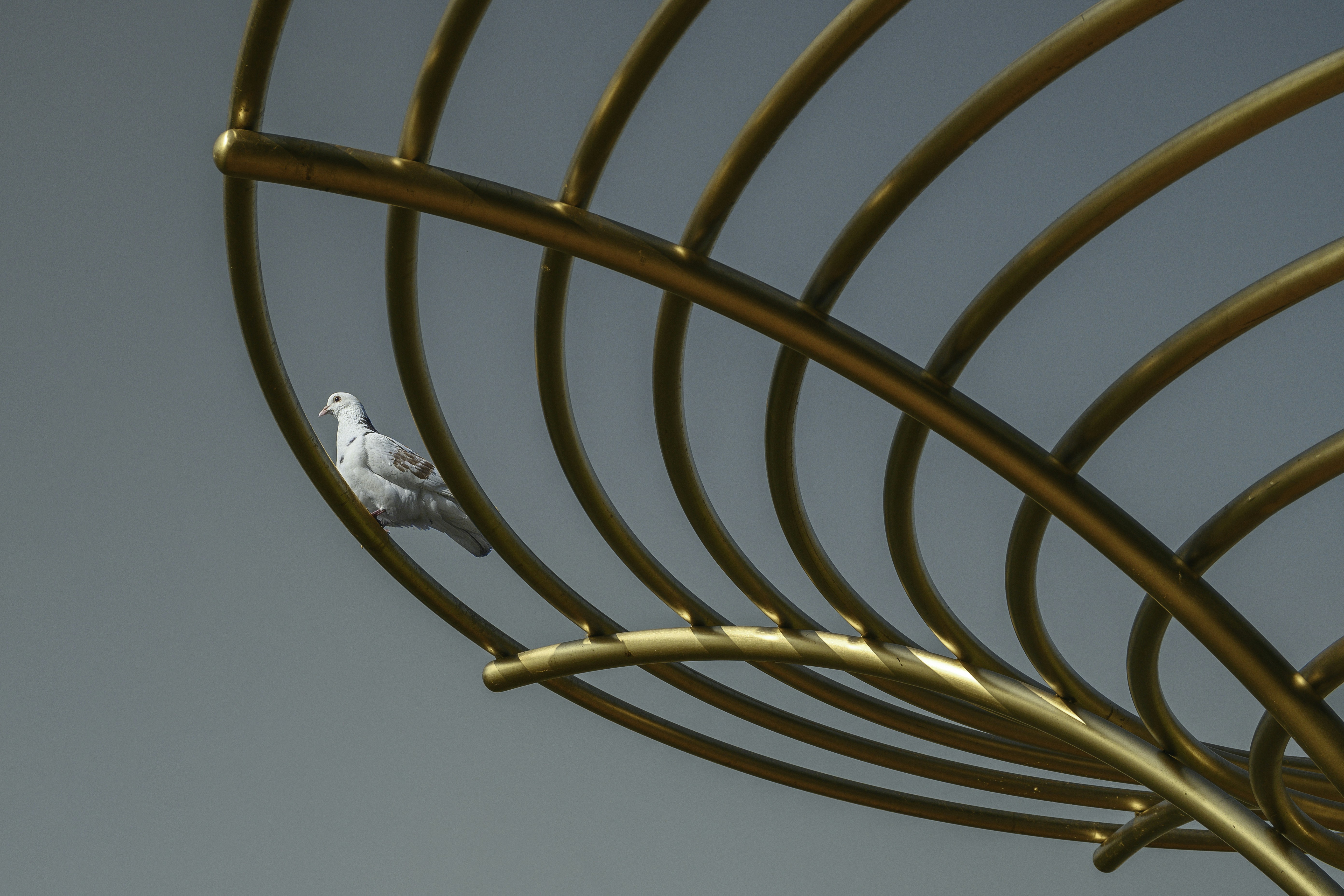 a bird sitting on a clock
