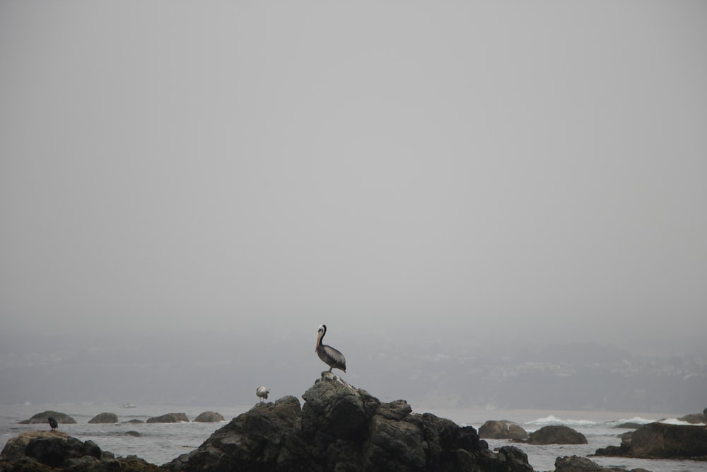 a bird on a rock