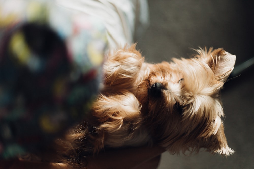 a dog looking up