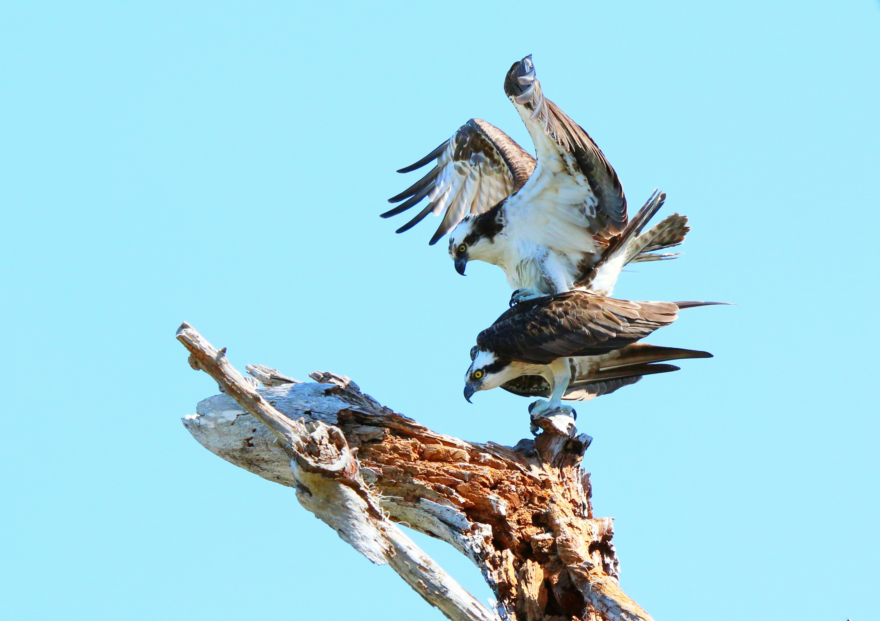 Photo by goldenplover31