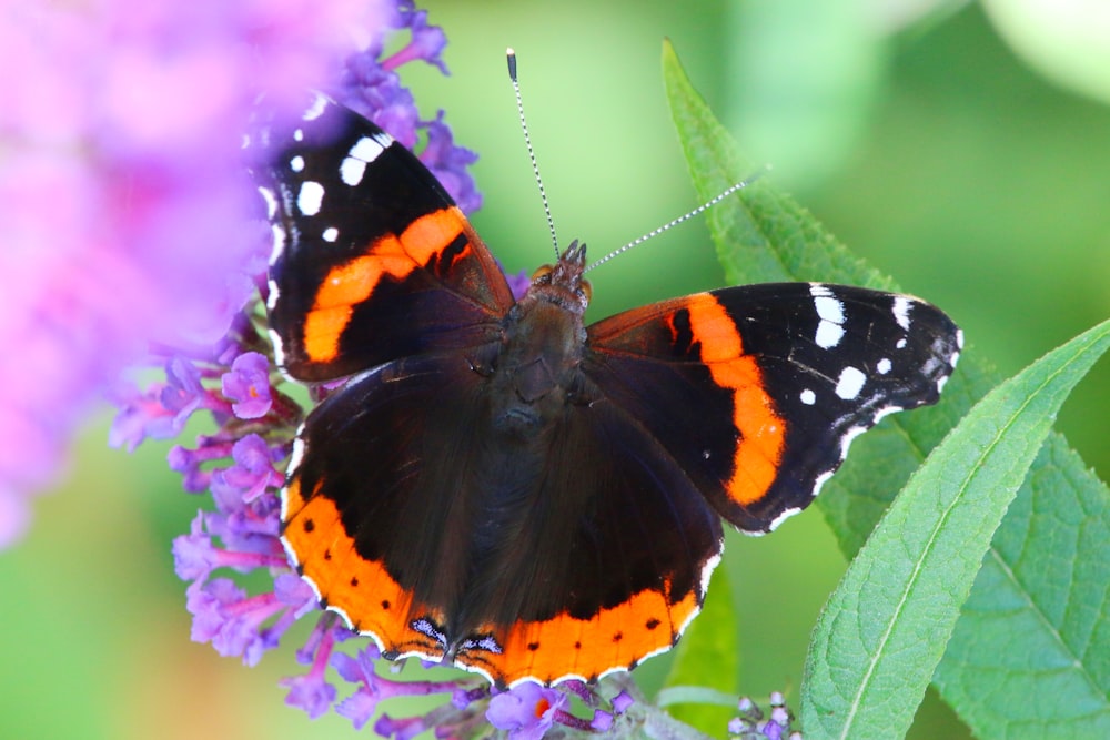 a butterfly on a flower