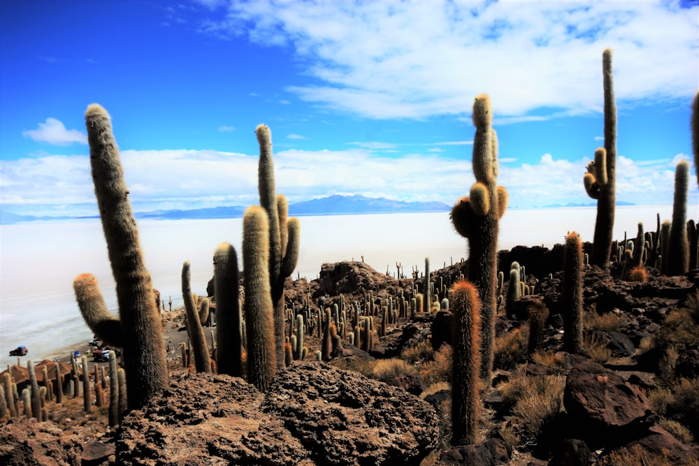 a group of cactus in a desert