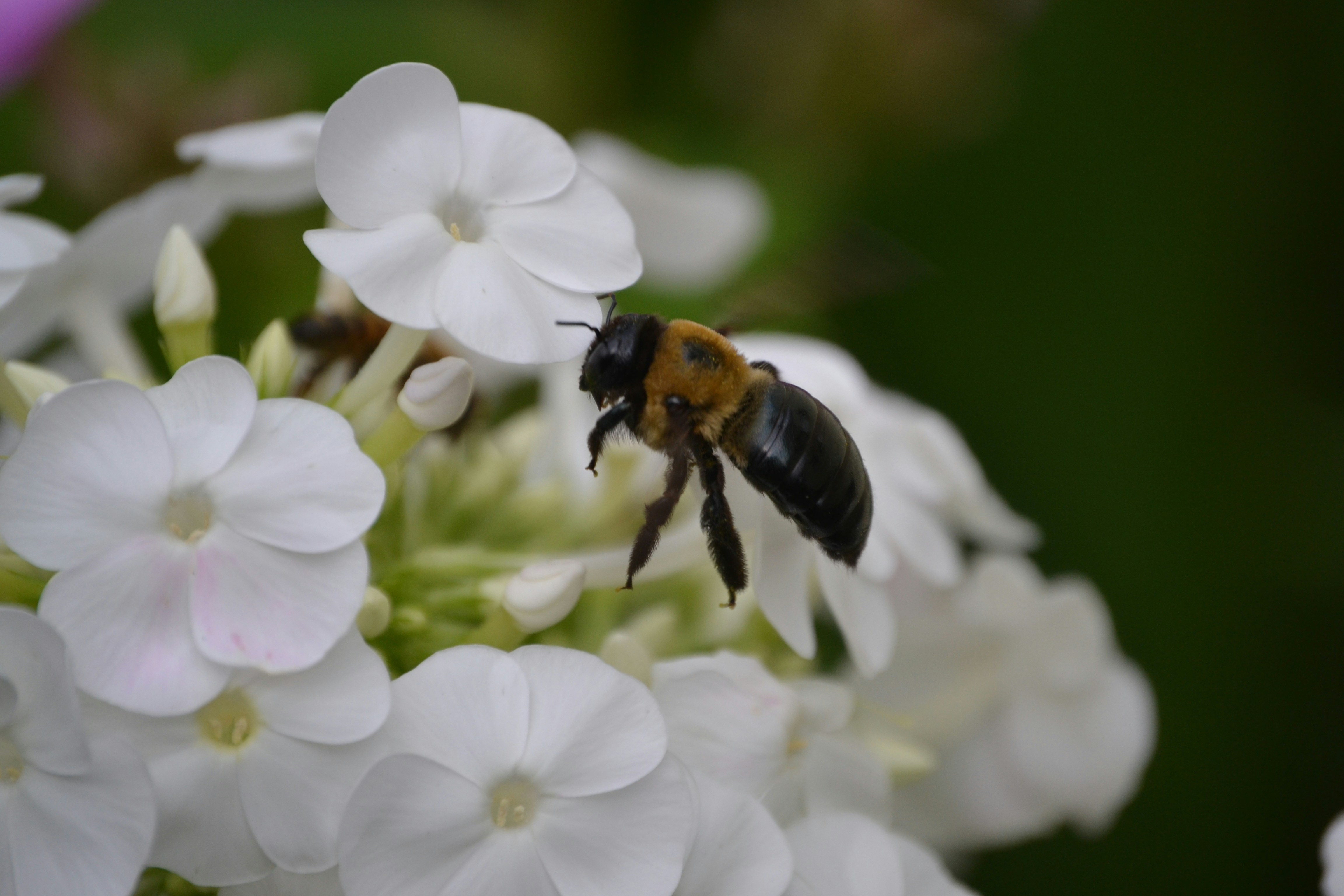 Photo by markagardphoto